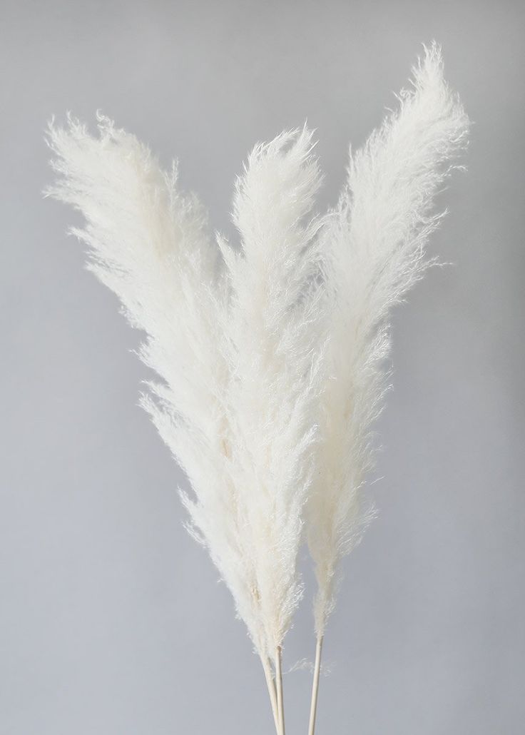 PAMPASS GRASS BLEACH